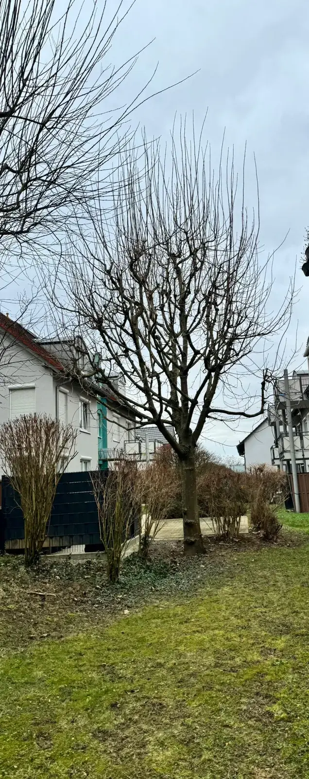 Beispielbild: Baumschnitt als Teil der Gartenpflege