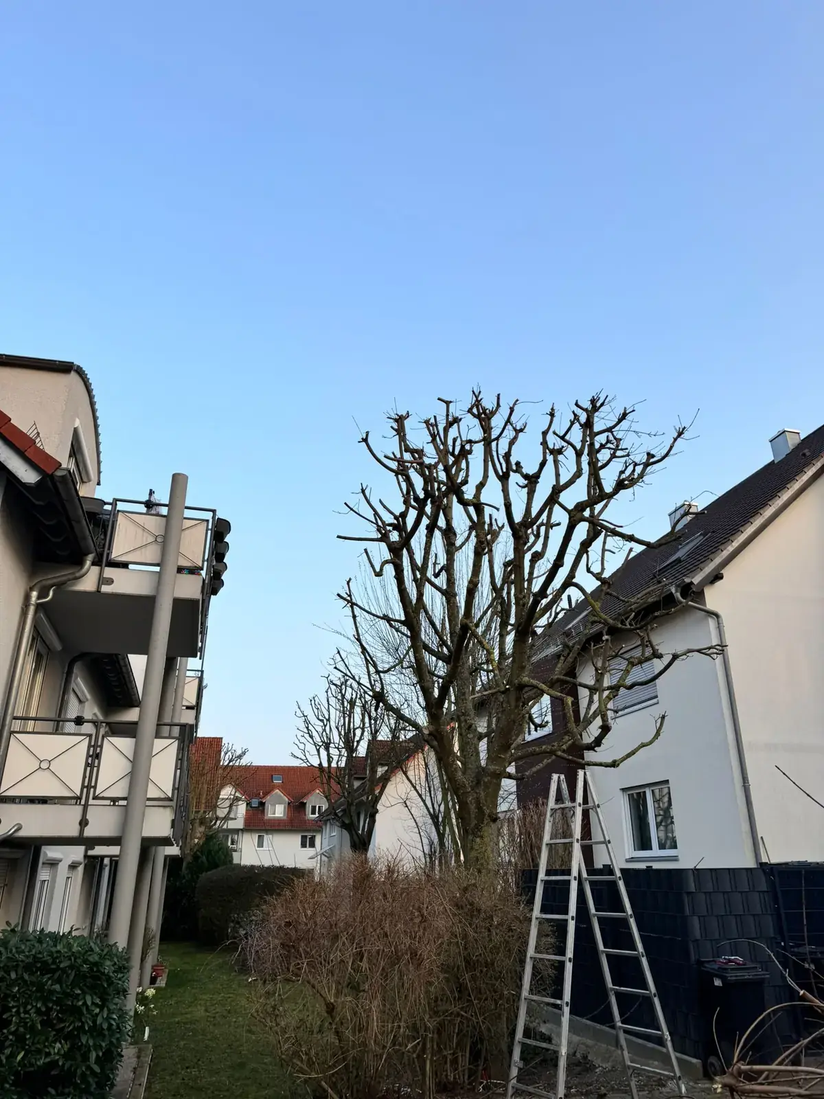 Beispielbild: Baum- und Strauchschnitt