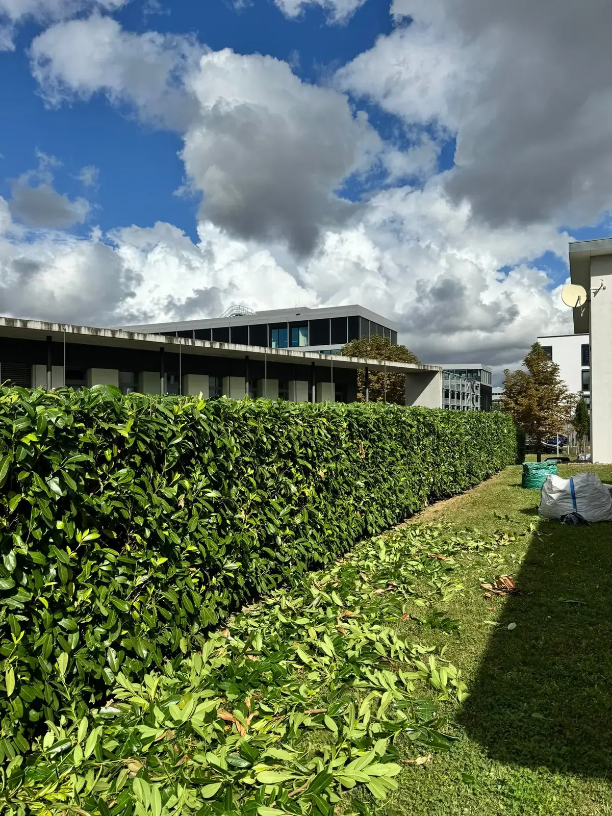 Beispielbild: Heckenschnitt als Teil der Gartenpflege